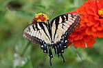 Click to see Y-WB-008A0578.JPG