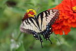 Click to see Y-WB-008A0582.JPG