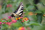 Click to see Y-WB-008A0601.JPG