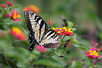 Click to see Y-WB-008A0610.JPG