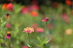 Click to see Y-WB-008A0629.JPG
