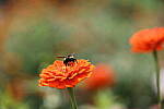 Click to see Y-WB-008A0643.JPG