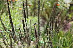 Click to see Y-WB-008A0657.JPG