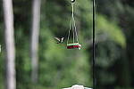 Click to see Y-WB-008A0743.JPG
