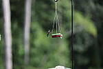 Click to see Y-WB-008A0749.JPG