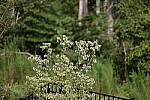 Click to see Y-WB-008A0759.JPG