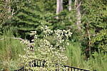Click to see Y-WB-008A0772.JPG