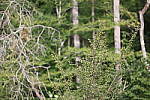 Click to see Y-WB-008A0780.JPG