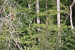 Click to see Y-WB-008A0785.JPG