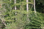 Click to see Y-WB-008A0786.JPG