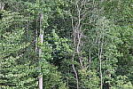 Click to see Y-WB-008A0831.JPG
