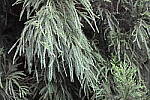 Click to see Y-WB-008A1016-ISO102400.JPG