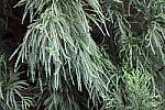 Click to see Y-WB-008A1017-ISO51200.JPG