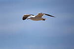 Click to see Y-JG-R6-II-BETA-2219.JPG