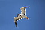 Click to see Y-JG-R6-II-BETA-2411.JPG