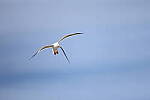 Click to see Y-JG-R6-II-BETA-2486.JPG