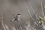 Click to see Y-JG-R6-II-BETA-2558.JPG