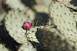 Click to see Y-JG-R6-II-BETA-2583.JPG