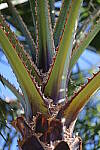 Click to see Y-WB-R6-II-BETA-BBD64537.JPG