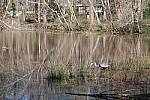 Click to see Y-WB-R6II-5O1A0083.JPG