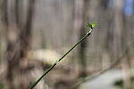 Click to see Y-WB-R6II-5O1A0116.JPG