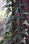 Click to see Y-WB-R6II-5O1A0130.JPG