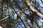 Click to see Y-WB-R6II-5O1A0326.JPG