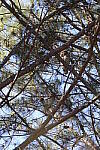 Click to see Y-WB-R6II-5O1A0424.JPG