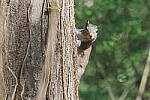 Click to see Y-WB-R6II-5O1A0428.JPG