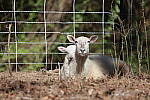 Click to see Y-WB-R6II-5O1A0442.JPG