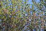 Click to see Y-WB-R6II-5O1A0542.JPG