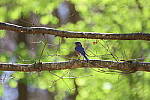 Click to see Y-WB-R6II-5O1A0683.JPG