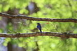 Click to see Y-WB-R6II-5O1A0689.JPG