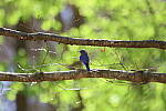 Click to see Y-WB-R6II-5O1A0690.JPG
