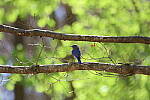 Click to see Y-WB-R6II-5O1A0691.JPG