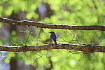 Click to see Y-WB-R6II-5O1A0692.JPG