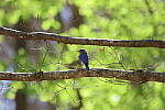 Click to see Y-WB-R6II-5O1A0694-Focus.JPG