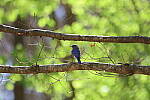 Click to see Y-WB-R6II-5O1A0696.JPG