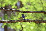 Click to see Y-WB-R6II-5O1A0697.JPG