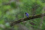 Click to see Y-WB-R6II-5O1A0836.JPG