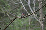 Click to see Y-WB-R6II-5O1A0886.JPG