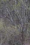 Click to see Y-WB-R6II-5O1A0891.JPG
