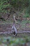 Click to see Y-WB-R6II-5O1A0900.JPG