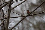 Click to see Y-WB-R6II-5O1A0993.JPG