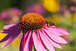 Click to see Y-EOS-R6-JG-0078-MOD.JPG