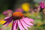 Click to see Y-EOS-R6-JG-0078.JPG