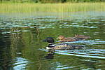 Click to see Y-EOS-R6-JG-0193.JPG