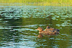 Click to see Y-EOS-R6-JG-0194-MOD.JPG