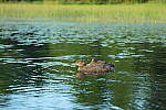 Click to see Y-EOS-R6-JG-0194.JPG