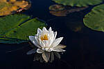 Click to see Y-EOS-R6-JG-0227-MOD.JPG